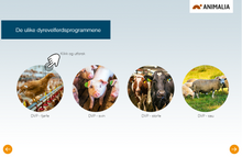 Load image into Gallery viewer, Dyrevelferdsprogrammer og veterinærens rolle (alle moduler)