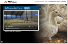Load image into Gallery viewer, Kurs i dyrevelferd på slakteri av fjørfe