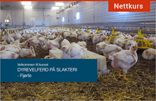 Load image into Gallery viewer, Animalias nettkurs «Dyrevelferd på fjørfeslakteri» er godkjent som grunnlag for å søke Mattilsynet om kompetansebevis for arbeid på slakterier.