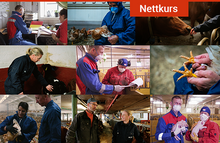 Load image into Gallery viewer, Dyrevelferdsprogrammer og veterinærens rolle (alle moduler)