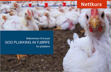 Load image into Gallery viewer, Nettkurset "God plukking av fjørfe" er beregnet for plukkere, og tar blant annet for seg plukkeforberedelser, bedøving og avliving, transportegnethet og plukkemetoder for ulike fjørfearter.