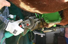 Load image into Gallery viewer, Sertifiseringskurs i klauvskjæring av storfe