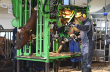 Load image into Gallery viewer, Sertifiseringskurs i klauvskjæring av storfe