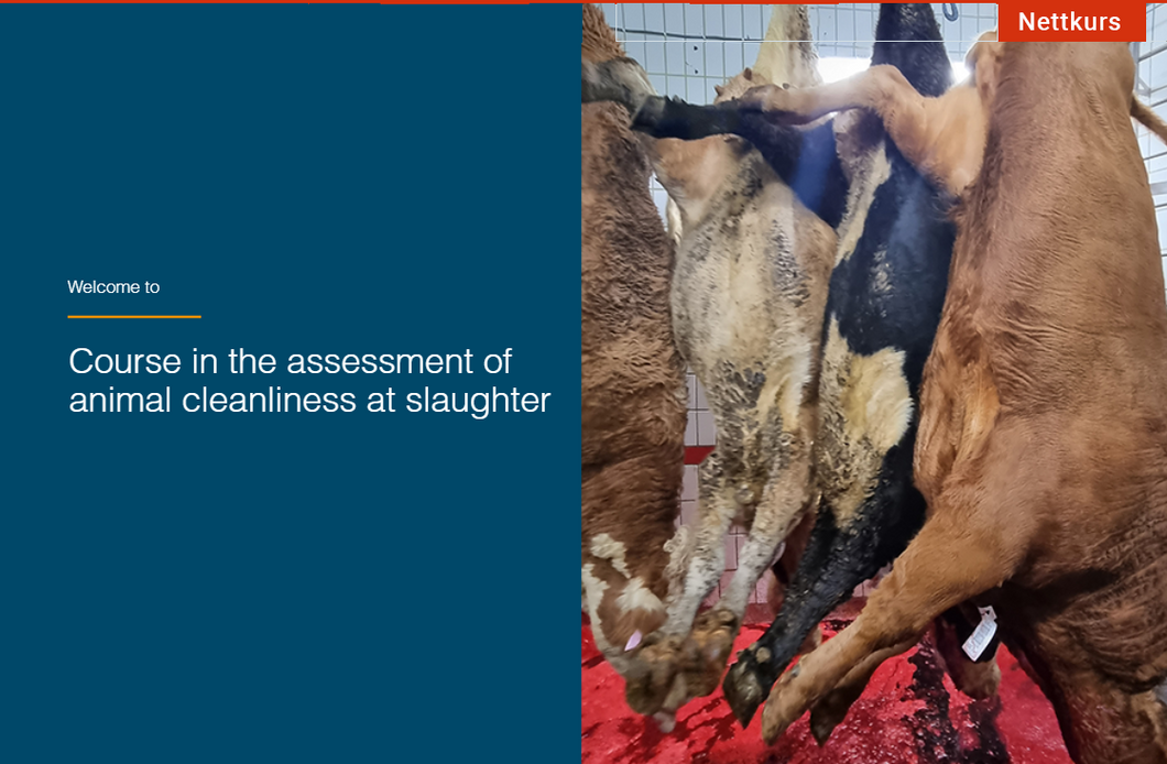 Assessment of animal cleanliness at slaughter