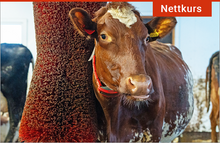 Last inn bildet i Galleri-visningsprogrammet, Reinere storfe - gratis nettkurs
