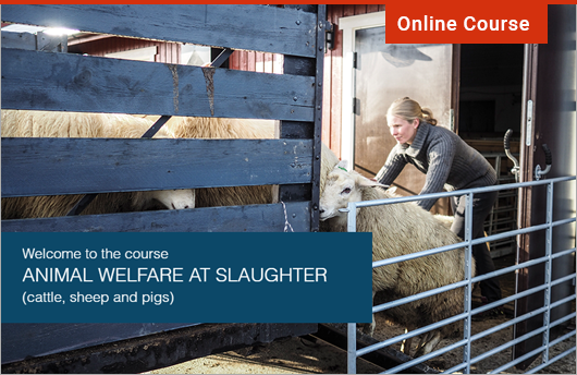 Animal welfare at slaughter – 4legged