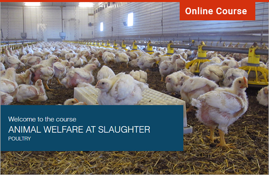 Animal welfare at slaughter - poultry