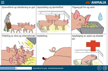 Last inn bildet i Galleri-visningsprogrammet, Nettkurs i dyrevelferd for svin
