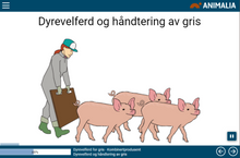 Last inn bildet i Galleri-visningsprogrammet, Kurs i dyrevelferd for svin
