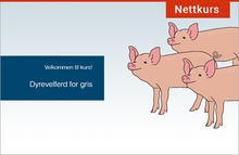 Last inn bildet i Galleri-visningsprogrammet, E-læringskurset er en del av dyrevelferdsprogrammet for svin og har fokus på praktisk arbeid med dyrevelferd hos gris.
