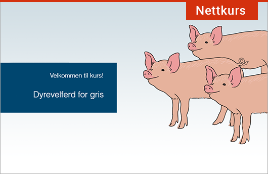 E-læringskurset er en del av dyrevelferdsprogrammet for svin og har fokus på praktisk arbeid med dyrevelferd hos gris.